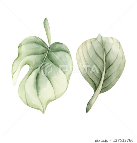 Tropical green leaves. Exotic African jungle rainforest green plant. Watercolor hand painted summer floral isolated illustration on white background for cute kids nursery design poster baby shower Tropical green leaves. Exotic African jungle rainforest green plant. Watercolor hand painted summer floral isolated illustration on white background for cute kids nursery design poster baby shower 127532766