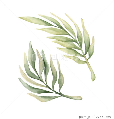 Palm Tropical Leaves. Exotic African jungle rainforest green plant. Watercolor hand painted summer floral isolated illustration on white background cute kids nursery design poster baby shower card 127532769