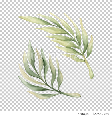 Palm Tropical Leaves. Exotic African jungle rainforest green plant. Watercolor hand painted summer floral isolated illustration on white background cute kids nursery design poster baby shower card Palm Tropical Leaves. Exotic African jungle rainforest green plant. Watercolor hand painted summer floral isolated illustration on white background cute kids nursery design poster baby shower card 127532769