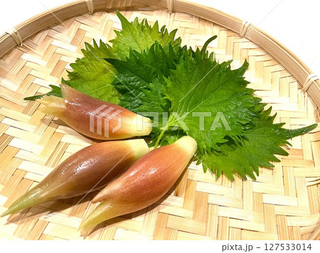 夏が旬の薬味野菜みょうがと大葉2 夏が旬の薬味野菜みょうがと大葉2 127533014