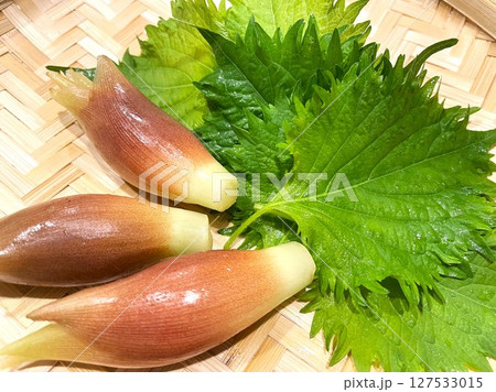 夏が旬の薬味野菜みょうがと大葉3 夏が旬の薬味野菜みょうがと大葉3 127533015