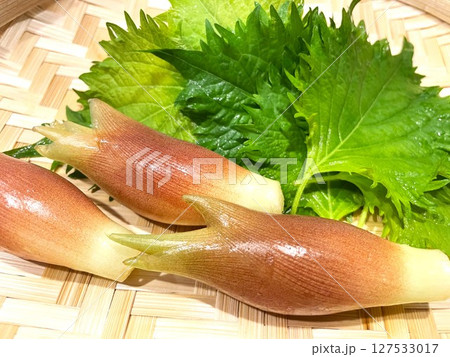 夏が旬の薬味野菜みょうがと大葉5 127533017
