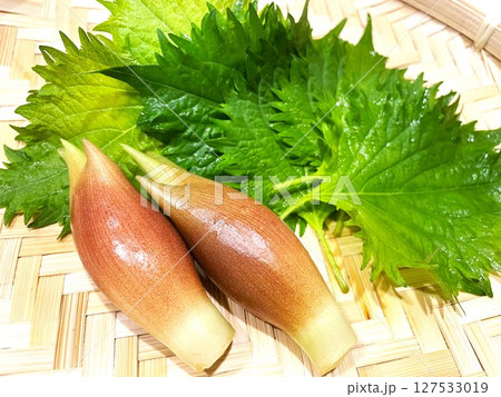 夏が旬の薬味野菜みょうがと大葉7 127533019