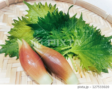 夏が旬の薬味野菜みょうがと大葉8 夏が旬の薬味野菜みょうがと大葉8 127533020