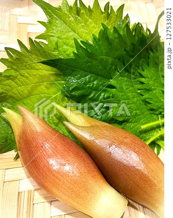 夏が旬の薬味野菜みょうがと大葉9 127533021