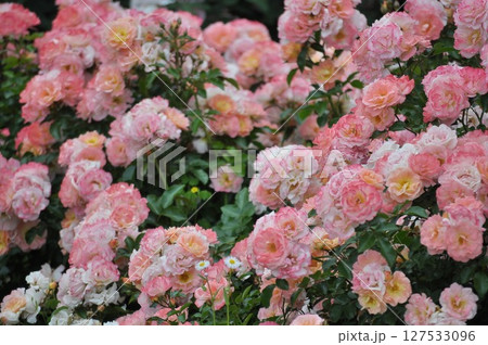 薄いピンクのバラ 127533096