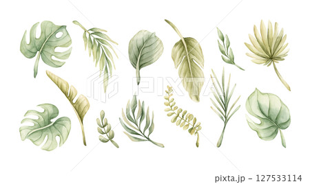 Tropical Monstera Palm Leaves Clipart Set. Exotic African jungle rainforest green plants. Watercolor hand painted summer floral isolated illustration on white background Cute kids nursery baby shower Tropical Monstera Palm Leaves Clipart Set. Exotic African jungle rainforest green plants. Watercolor hand painted summer floral isolated illustration on white background Cute kids nursery baby shower 127533114