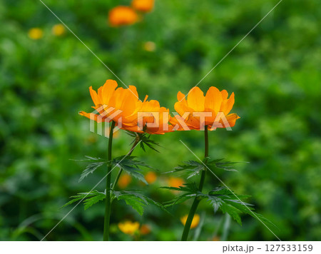 Globe flower, beautiful orange flowers Globe flower, beautiful orange flowers 127533159
