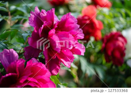 Closeup of blooming shrub of Paeonia suffruticosa with vibrant flowers in summer garden, soft focus 127533368