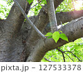 新緑の桜の木 127533378