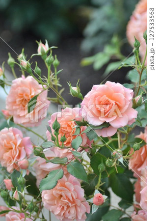 ピンク色の薔薇の花が咲いています 127533568