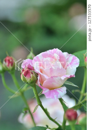 ピンク色の薔薇の花が咲いています ピンク色の薔薇の花が咲いています 127533570