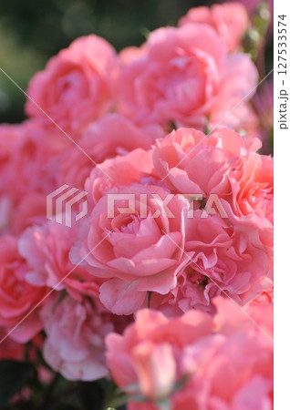 ピンク色の薔薇の花が咲いています ピンク色の薔薇の花が咲いています 127533574