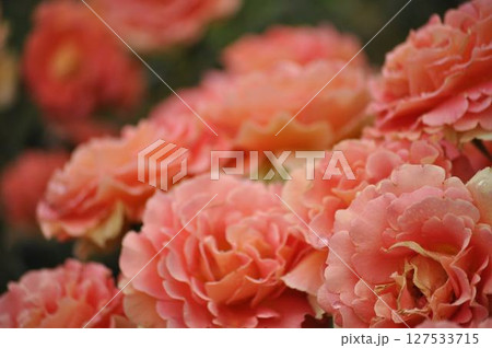 赤いバラ 127533715