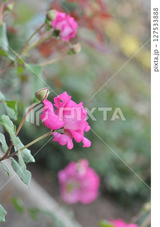 美しいバラの花 127533888