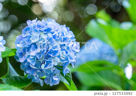満開のあじさい・梅雨の風景 満開のあじさい・梅雨の風景 127533892