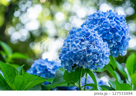 満開のあじさい・梅雨の風景 満開のあじさい・梅雨の風景 127533894