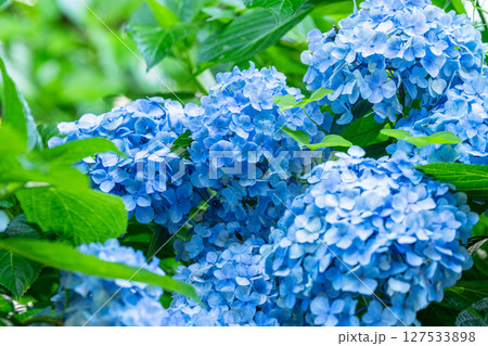 満開のあじさい・梅雨の風景 満開のあじさい・梅雨の風景 127533898
