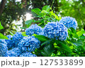 満開のあじさい・梅雨の風景 127533899