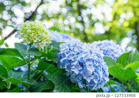 満開のあじさい・梅雨の風景 満開のあじさい・梅雨の風景 127533908