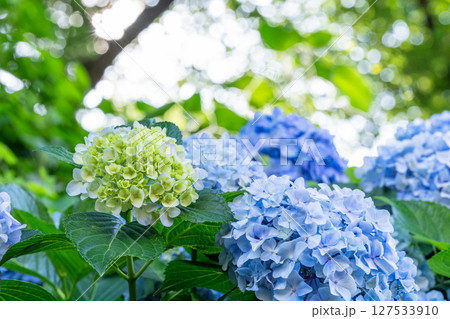 満開のあじさい・梅雨の風景 127533910