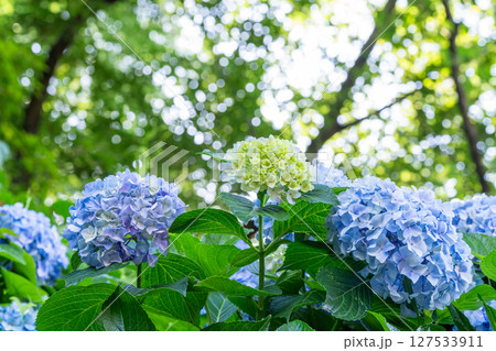 満開のあじさい・梅雨の風景 満開のあじさい・梅雨の風景 127533911