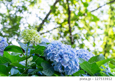 満開のあじさい・梅雨の風景 満開のあじさい・梅雨の風景 127533912