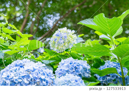 満開のあじさい・梅雨の風景 127533913