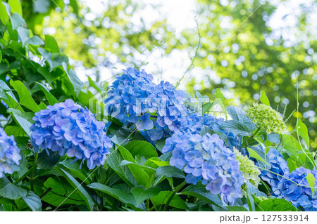 満開のあじさい・梅雨の風景 127533914