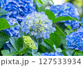 満開のあじさい・梅雨の風景 127533934