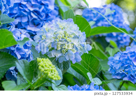 満開のあじさい・梅雨の風景 127533934