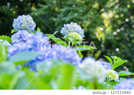 満開のあじさい・梅雨の風景 127533940