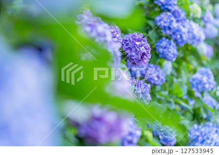 満開のあじさい・梅雨の風景 127533945