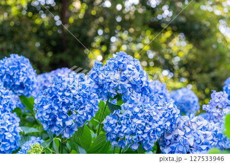 満開のあじさい・梅雨の風景 127533946