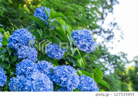満開のあじさい・梅雨の風景 127533955