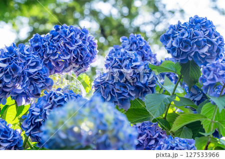 満開のあじさい・梅雨の風景 127533966