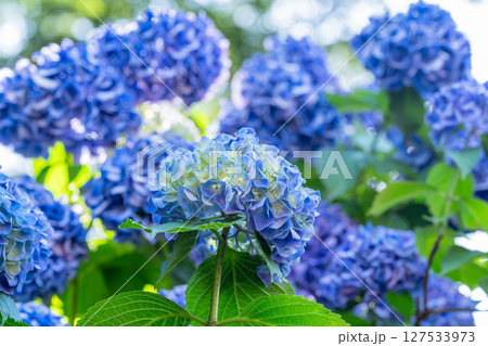 満開のあじさい・梅雨の風景 127533973
