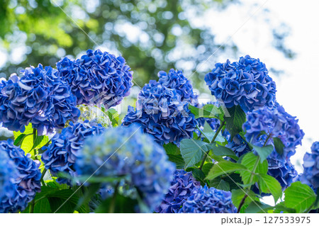 満開のあじさい・梅雨の風景 127533975