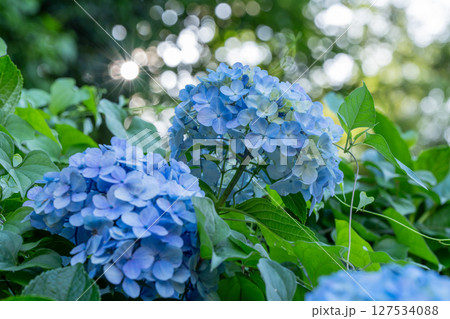 満開のあじさい・梅雨の風景 127534088