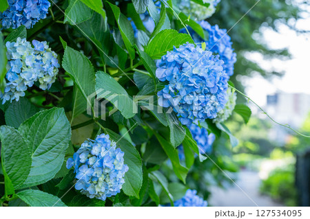 満開のあじさい・梅雨の風景 満開のあじさい・梅雨の風景 127534095