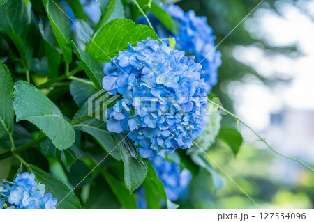 満開のあじさい・梅雨の風景 満開のあじさい・梅雨の風景 127534096
