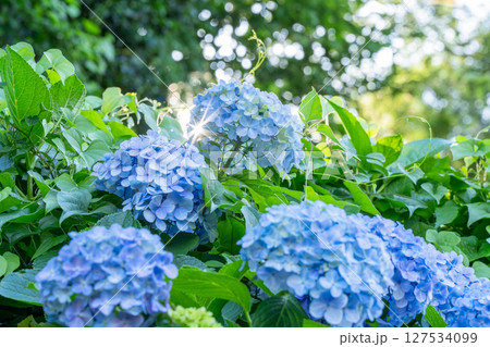 満開のあじさい・梅雨の風景 127534099