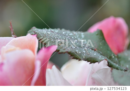 薔薇園にピンク色の薔薇の花が咲いています 127534123