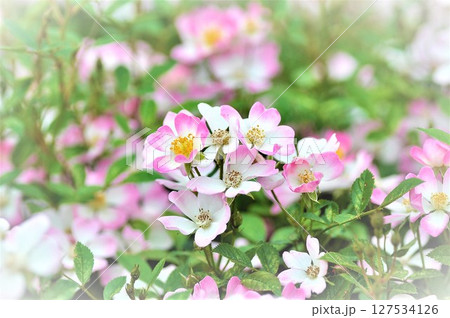 薔薇園にピンク色の薔薇の花が咲いています 127534126