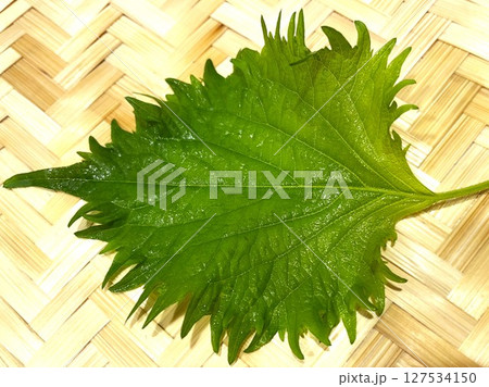 夏が旬の薬味野菜の大葉2 夏が旬の薬味野菜の大葉2 127534150