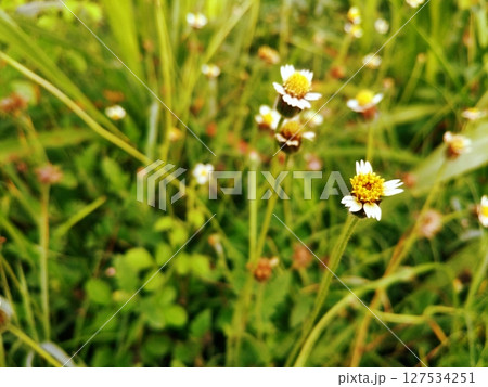 Intricate Details of a Tridax Procumbens Blossom. Intricate Details of a Tridax Procumbens Blossom. 127534251