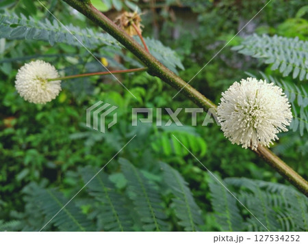 Pair of Lead tree Flowers on Branch Amidst Green Leaves. Pair of Lead tree Flowers on Branch Amidst Green Leaves. 127534252