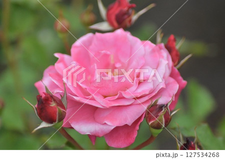 ピンクのバラの花のアップ、マクロ撮影 127534268