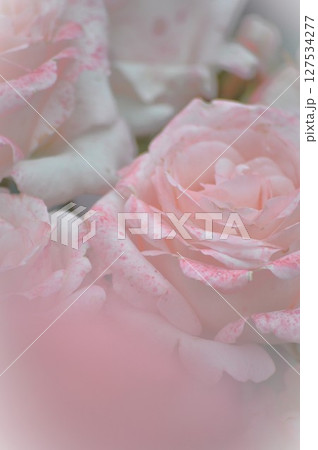 ピンクの薔薇の花びら 127534277