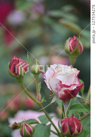 ピンクの薔薇の花びら 127534278
